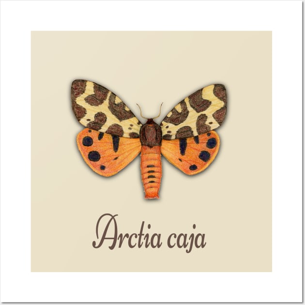 Garden tiger moth illustration Wall Art by Bwiselizzy